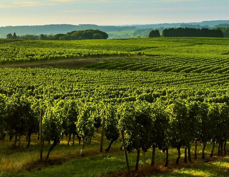 Château Haut-Bailly
