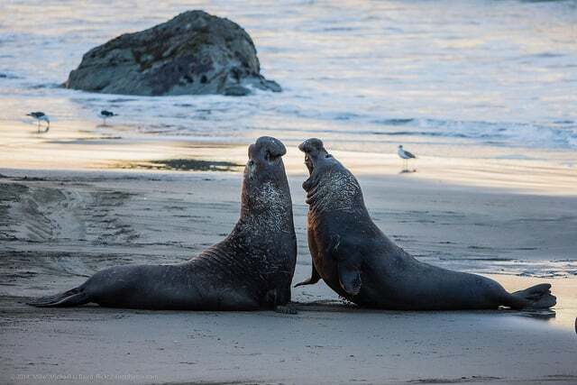 Pebble Beach at Dawn