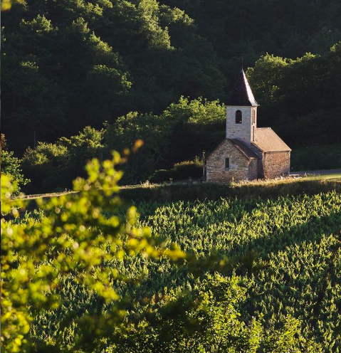 Historic Vineyard Tours