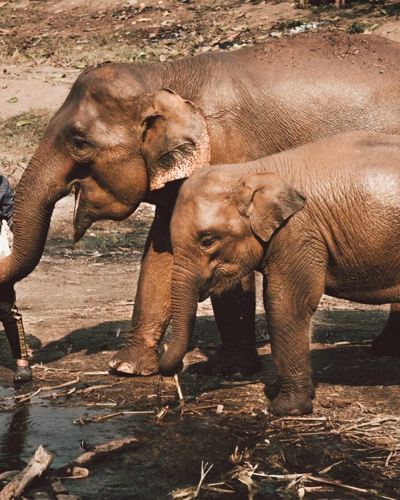 Elephant Sanctuary, Chiang Rai